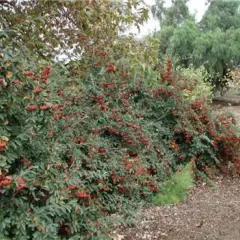 COTONEASTER lacteus - Cotonéaster laiteux