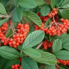 COTONEASTER lacteus - Cotonéaster laiteux