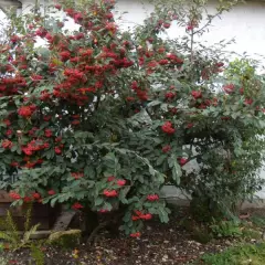 COTONEASTER lacteus - Cotonéaster laiteux