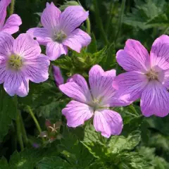 GERANIUM oxonianum 'Claridge Druce' - Géranium vivace oxonianum 'Claridge Druce'