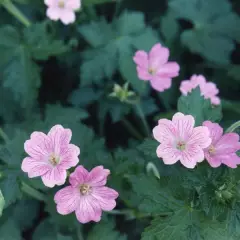 GERANIUM oxonianum 'Claridge Druce' - Géranium vivace oxonianum 'Claridge Druce'