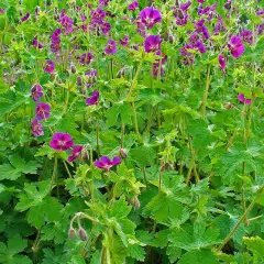 GERANIUM phaeum - Géranium vivace, Géranium livide