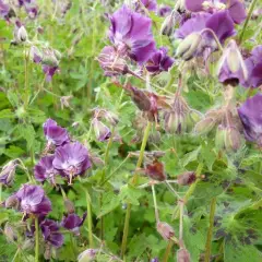 GERANIUM phaeum - Géranium vivace, Géranium livide