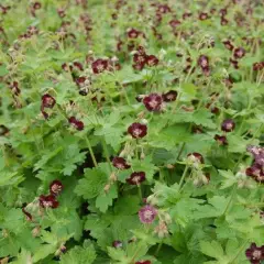 GERANIUM phaeum - Géranium vivace, Géranium livide