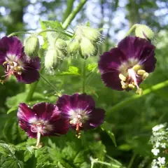 GERANIUM phaeum - Géranium vivace, Géranium livide