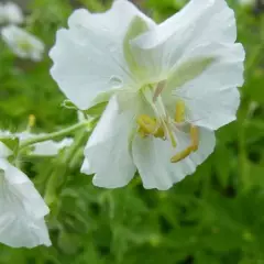 GERANIUM phaeum 'Album'