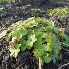 GERANIUM phaeum 'Album'