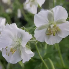 GERANIUM phaeum 'Album'