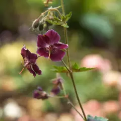 GERANIUM phaeum 'Samobor'