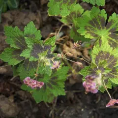 GERANIUM phaeum 'Samobor'