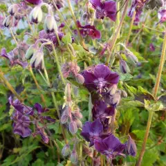 GERANIUM phaeum 'Samobor'