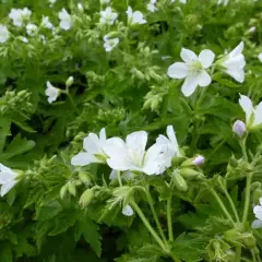 GERANIUM sylvaticum 'Album' - Géranium vivace sylvaticum 'Album'