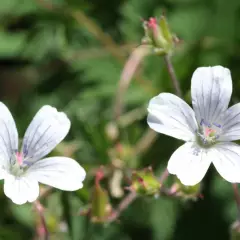 GERANIUM sylvaticum 'Album' - Géranium vivace sylvaticum 'Album'