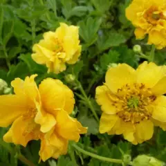 GEUM chiloense 'Lady Stratheden' - Benoîte