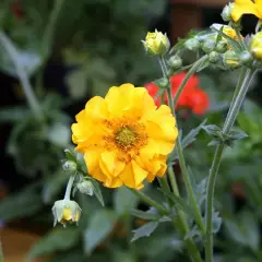 GEUM chiloense 'Lady Stratheden' - Benoîte