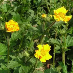 GEUM chiloense 'Lady Stratheden' - Benoîte