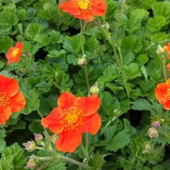 GEUM coccineum 'Borisii' - Benoîte