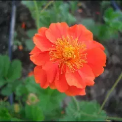 GEUM coccineum 'Borisii' - Benoîte