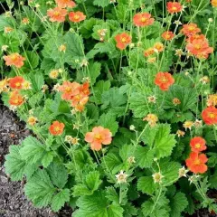 GEUM coccineum 'Borisii' - Benoîte