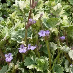 GLECHOMA hederacea 'Variegata' - Lierre terrestre