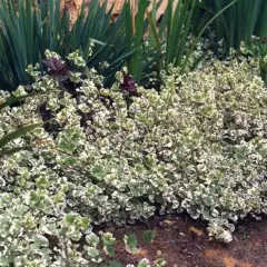 GLECHOMA hederacea 'Variegata' - Lierre terrestre