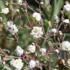 GYPSOPHILA paniculata 'Bristol Fairy' - Gypsophile