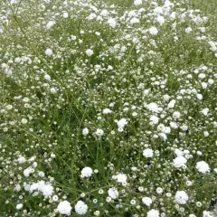 GYPSOPHILA paniculata 'Bristol Fairy' - Gypsophile