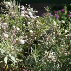 GYPSOPHILA paniculata 'Bristol Fairy' - Gypsophile