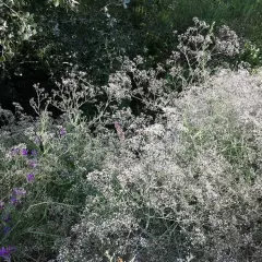 GYPSOPHILA paniculata 'Bristol Fairy' - Gypsophile