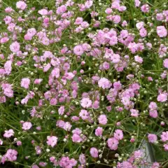 GYPSOPHILA paniculata 'Flamingo' - Gypsophile