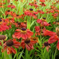 HELENIUM 'Kupferzwerg' - Hélénie