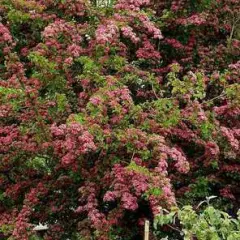 CRATAEGUS laevigata Paul's Scarlet' - Aubépine