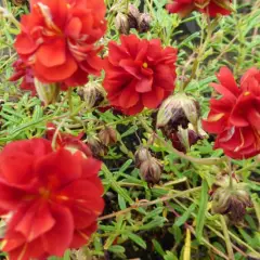 HELIANTHEMUM 'Amabile Plenum' - Hélianthème double rouge