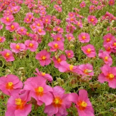 HELIANTHEMUM 'Ben Hope' - Hélianthème rose