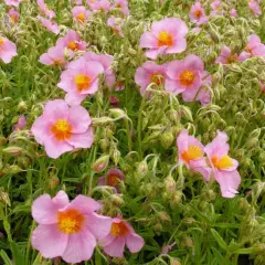 HELIANTHEMUM 'Lawrenson's Pink' - Hélianthème rose