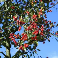 CRATAEGUS lavallei 'Carrierei' - Aubépine à fleurs 'Carrieiri'