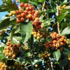 CRATAEGUS lavallei 'Carrierei' - Aubépine à fleurs 'Carrieiri'