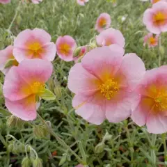 HELIANTHEMUM 'Wisley Pink' - Hélianthème rose