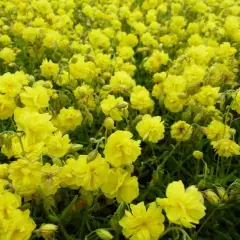 HELIANTHEMUM 'Sulphureum Plenum' - Hélianthème double jaune