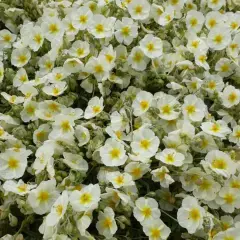 HELIANTHEMUM 'The Bride' - Hélianthème blanc