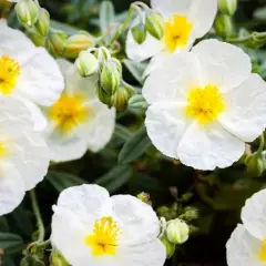 HELIANTHEMUM 'The Bride' - Hélianthème blanc