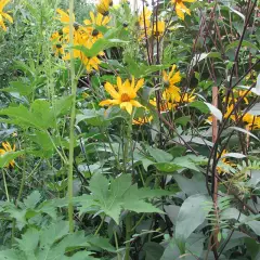 HELIANTHUS atrorubens