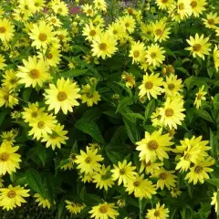 HELIANTHUS 'Lemon Queen' - Tournesol vivace