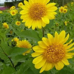 HELIANTHUS decapetalus 'Capenoch Star' - Tournesol vicace, Soleil vivace