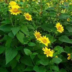 HELIANTHUS decapetalus 'Capenoch Star' - Tournesol vicace, Soleil vivace