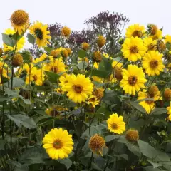 HELIANTHUS decapetalus 'Capenoch Star' - Tournesol vicace, Soleil vivace