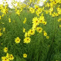 HELIANTHUS salicifolius