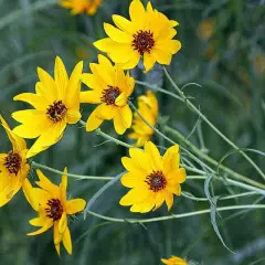 HELIANTHUS salicifolius