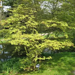 Érable du Japon 'Aconitifolium' - ACER palmatum 'Aconitifolium', érable japonais