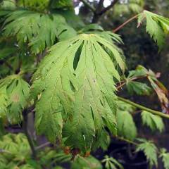 Érable du Japon 'Aconitifolium' - ACER palmatum 'Aconitifolium', érable japonais